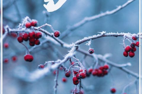 小雪：甲子徒推小雪天，刺梧猶綠槿花然。